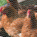 A gaiola da galinha galvanizou 2017 a rede de arame sextavada revestida do ferro do Pvc de China